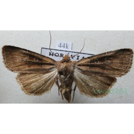 Chersotis cuprea (Denis & Schiffermüller, 1775) Czech44k